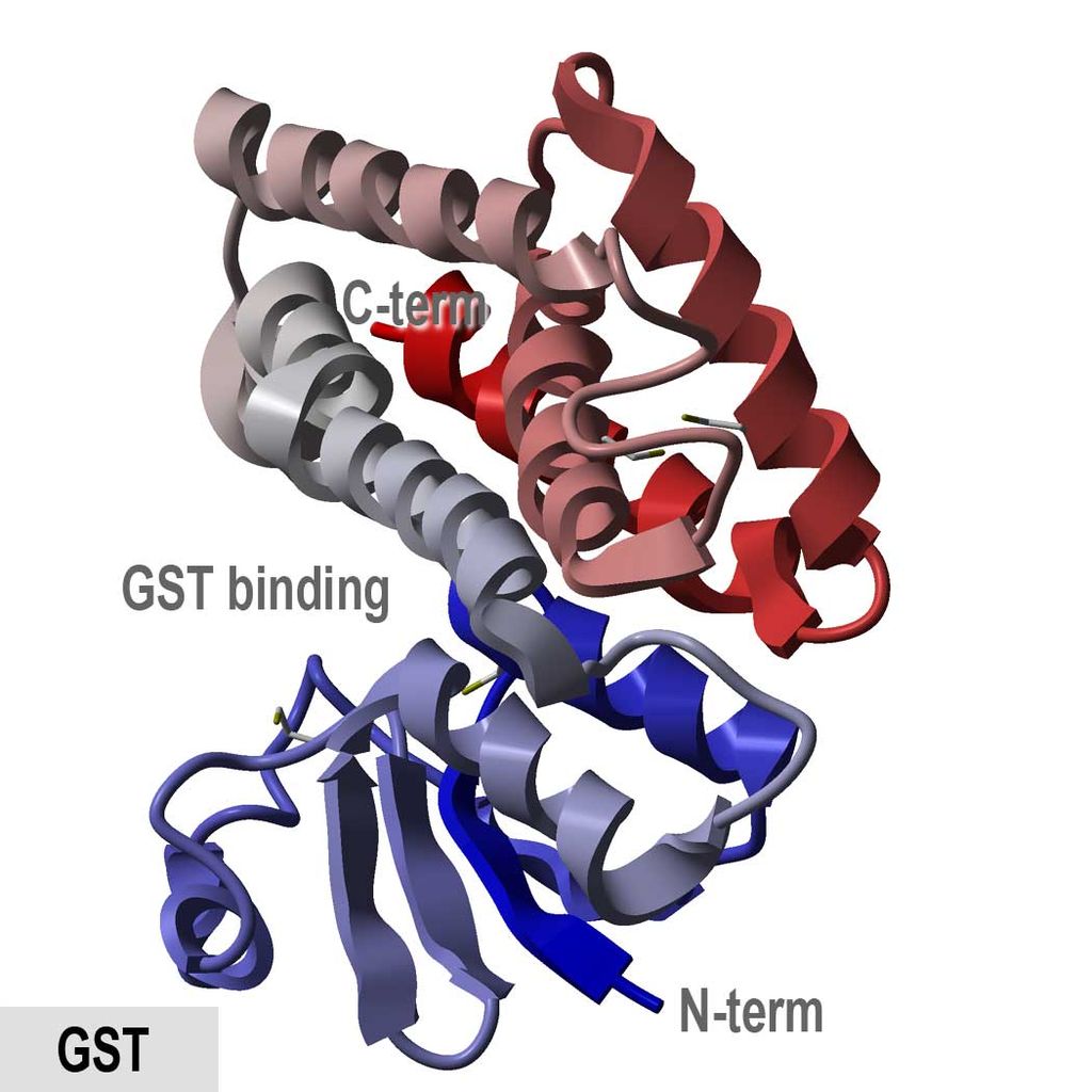 Protein structure of Glutathione S-transferase.